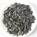 mongolia interior forma larga color negro 363 5009601 semillas de girasol